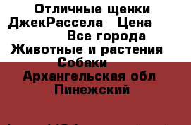 Отличные щенки ДжекРассела › Цена ­ 50 000 - Все города Животные и растения » Собаки   . Архангельская обл.,Пинежский 